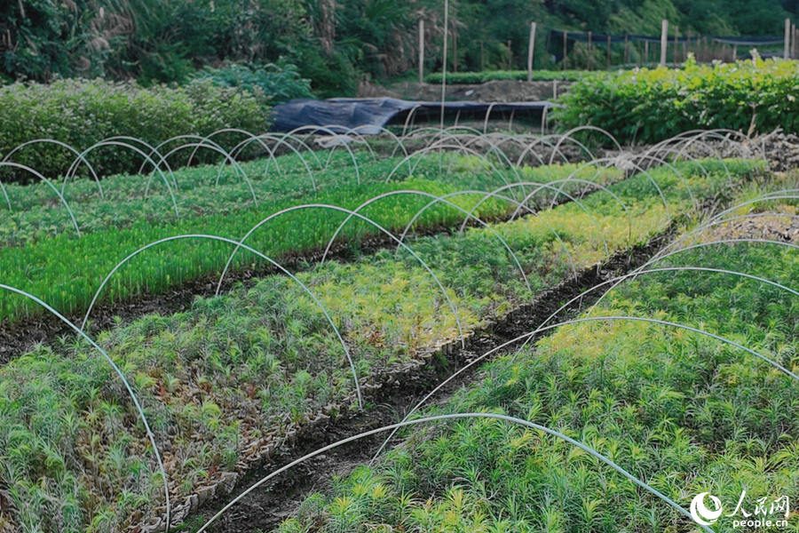 清流縣保障性苗圃的育苗區(qū)。人民網(wǎng) 楊灝昱攝