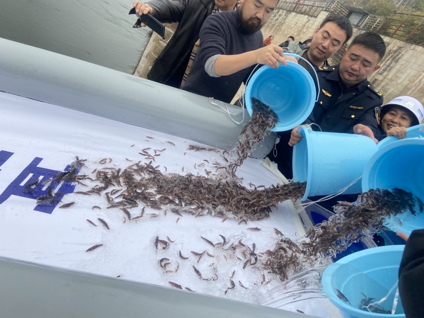 放流活動現(xiàn)場。宜賓市廣播電視臺供圖