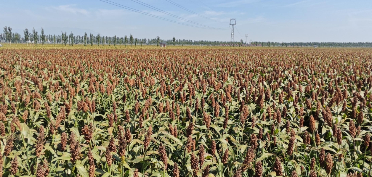 “汾享杏?!爆F(xiàn)代農(nóng)業(yè)科技示范園。郝建攝