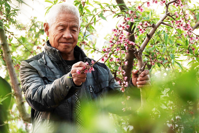 山西運(yùn)城:“百果園”致富果樹管護(hù)忙-44882.jpg 山西運(yùn)城:“百果園”致富果樹管護(hù)忙-44882.jpg