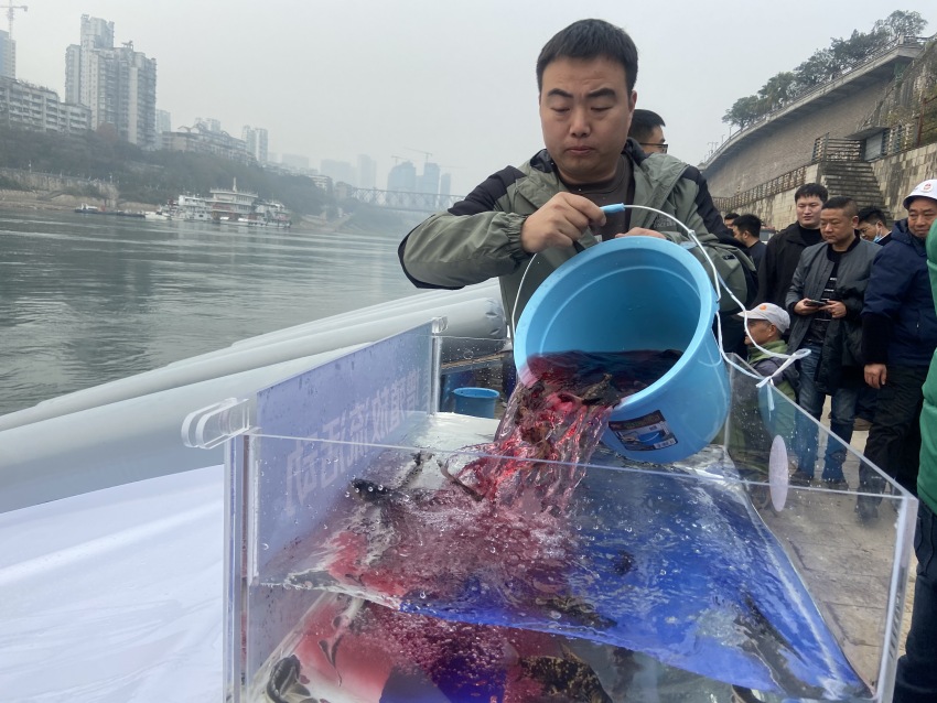 放流活動現(xiàn)場。宜賓市廣播電視臺供圖