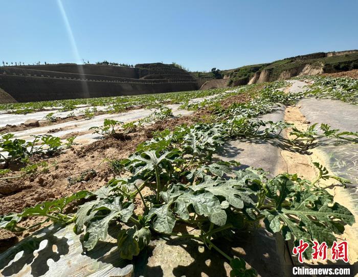 當前，西瓜正值快速生長期?！⑿〖t 攝