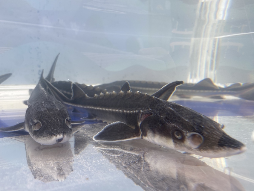 珍稀魚種——長江鱘。宜賓市廣播電視臺供圖