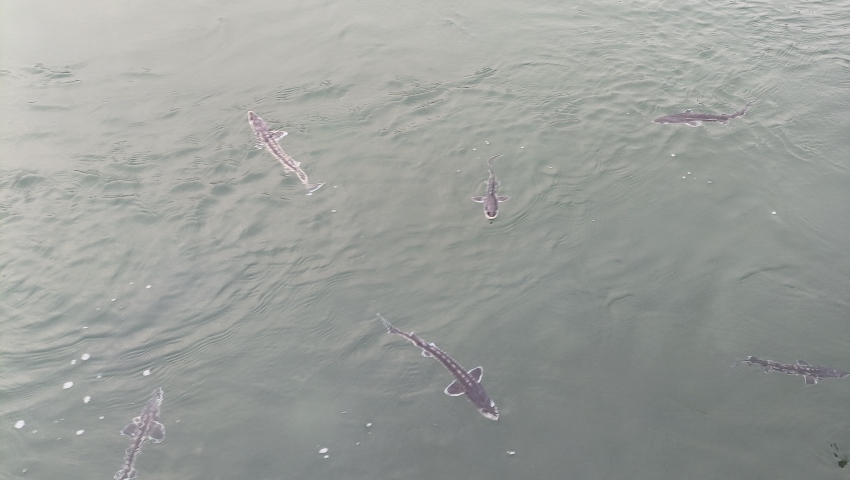 珍稀魚種——長江鱘。宜賓市廣播電視臺供圖